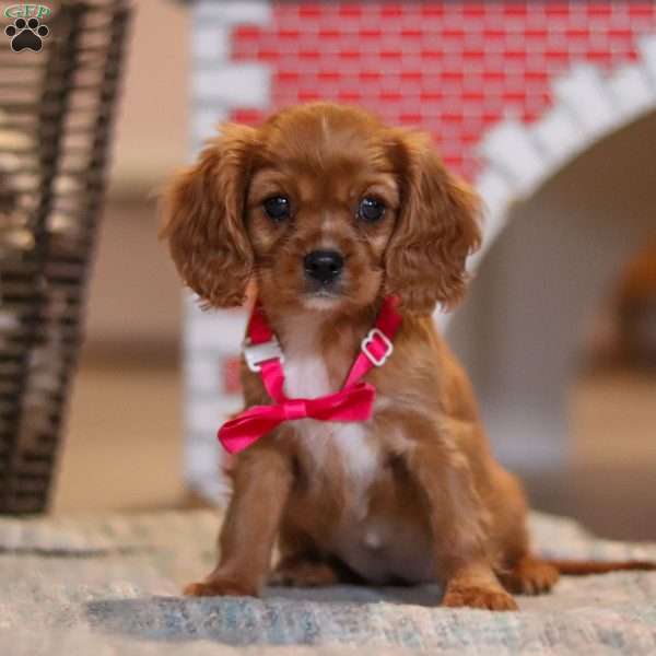 Maggie, Cavalier King Charles Spaniel Puppy